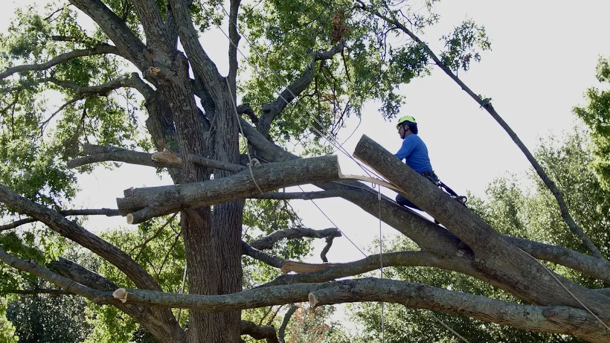 Professional Crown Thinning performed by certified arborists in Helen